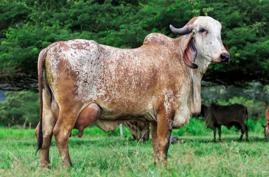 Ejemplar de raza Gyr